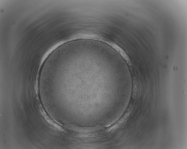 X0000085250904200703091255