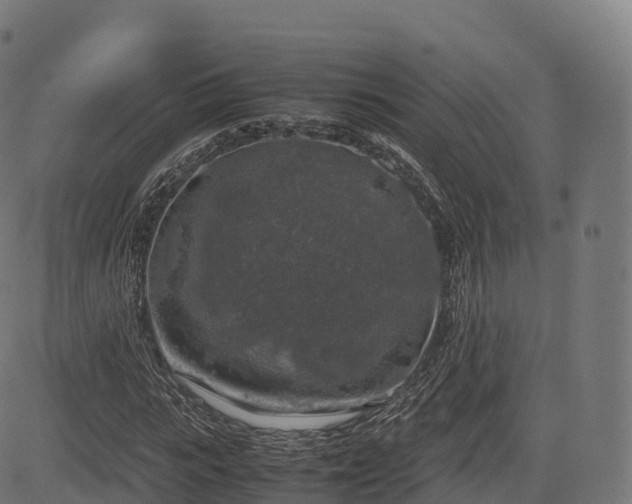 X0000085250919200703091254