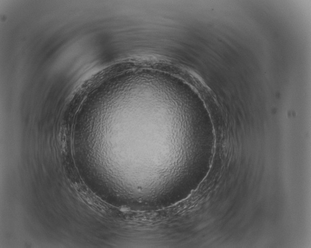 X0000085251016200703091252