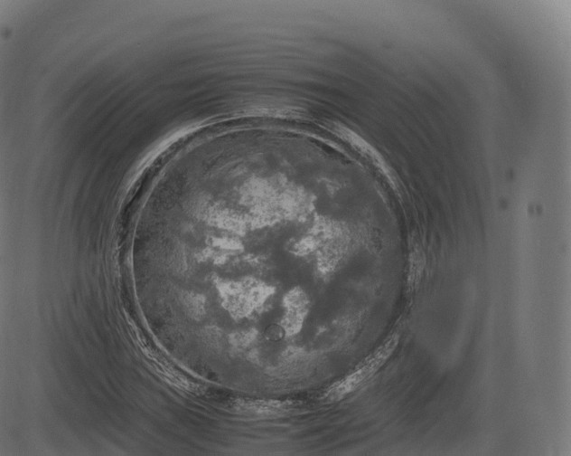 X0000085251019200703091252