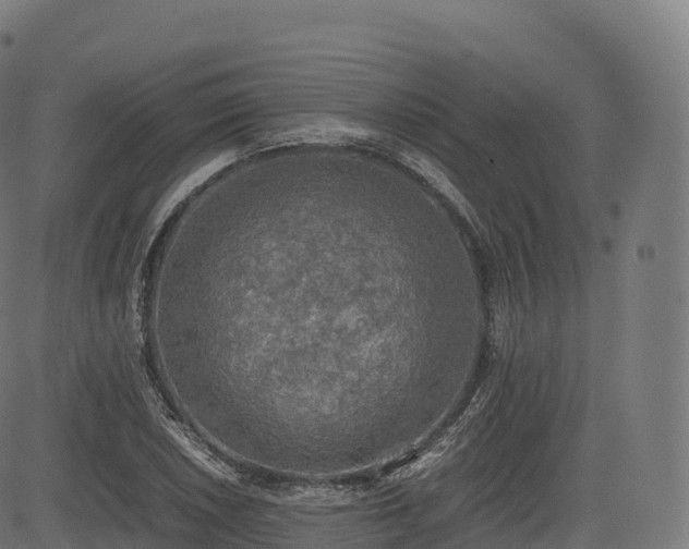 X0000085251026200703091252