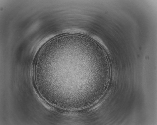 X0000085251040200703091253