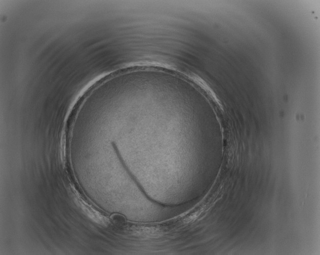 X0000085251076200703091252