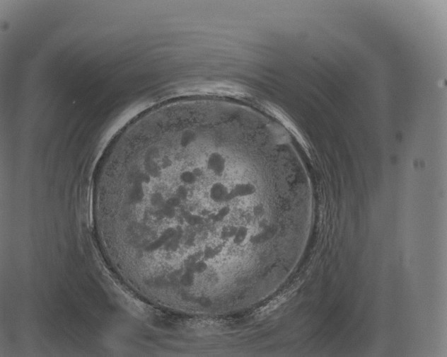 X0000085251079200703091252