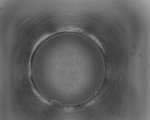 X0000085251080200703091252