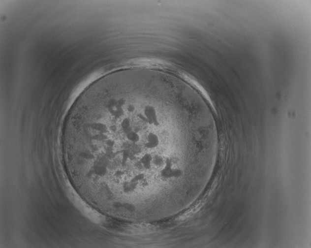 X0000085251091200703091252