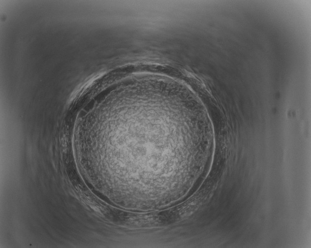 X0000085251159200703091250