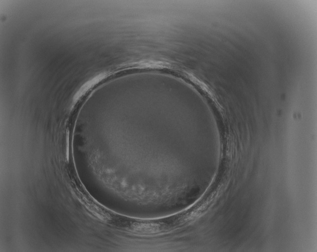 X0000085251171200703091250