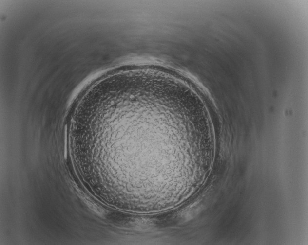 X0000085251175200703091250