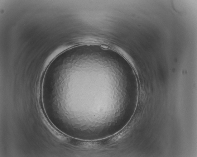 X0000085251195200703091250