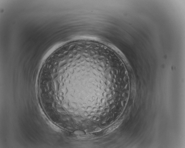 X0000085251199200703091250