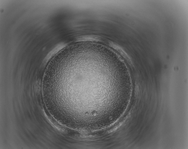 X0000085251233200703091250