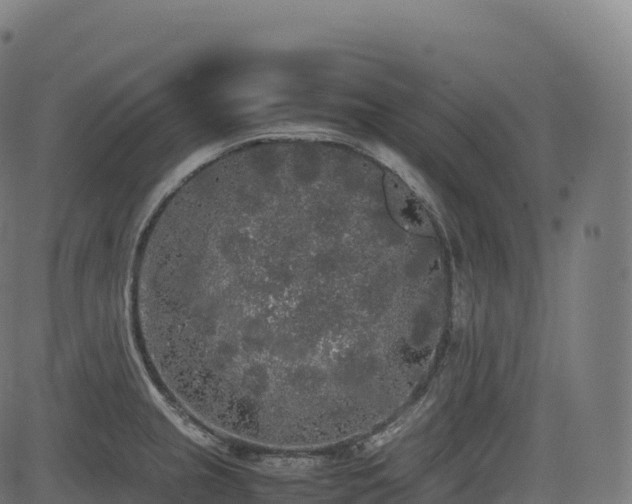 X0000085251237200703091250