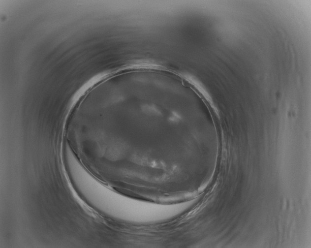 X0000085251245200703091250