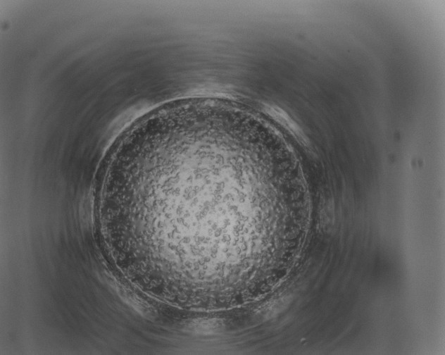 X0000085251268200703091249