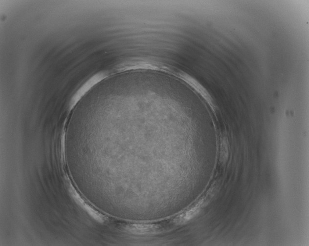 X0000085251290200703091248