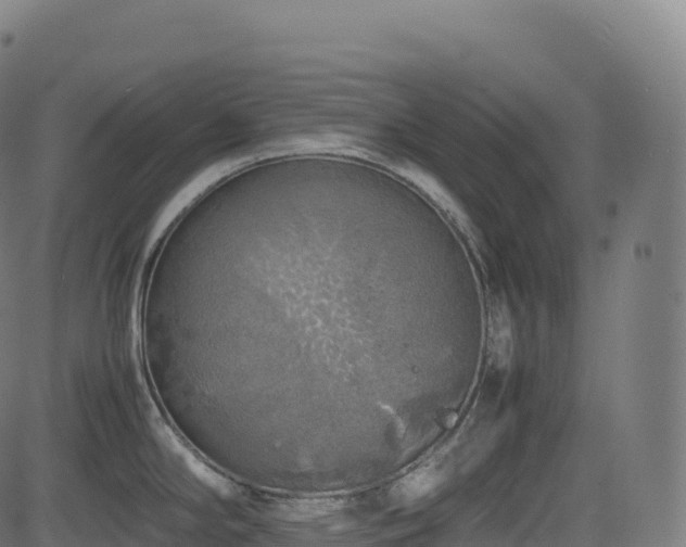 X0000085251294200703091248