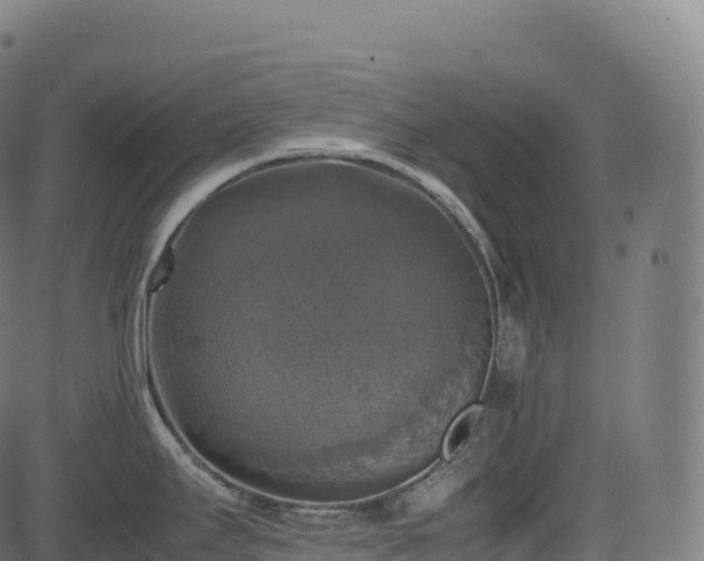 X0000085251295200703091248