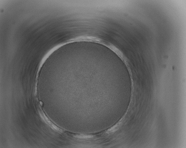 X0000085251296200703091248