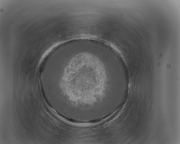 X0000085251310200703091248