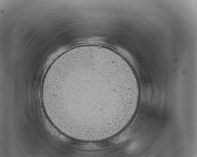 X0000085251338200703091248