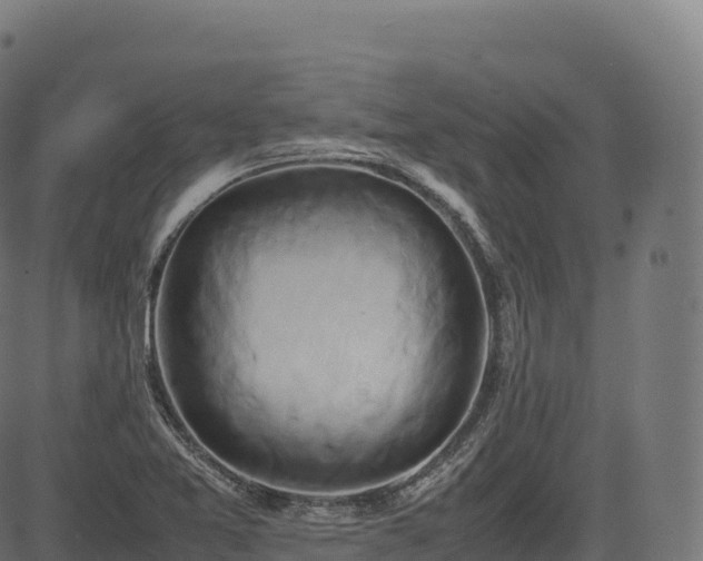 X0000085251365200703091247