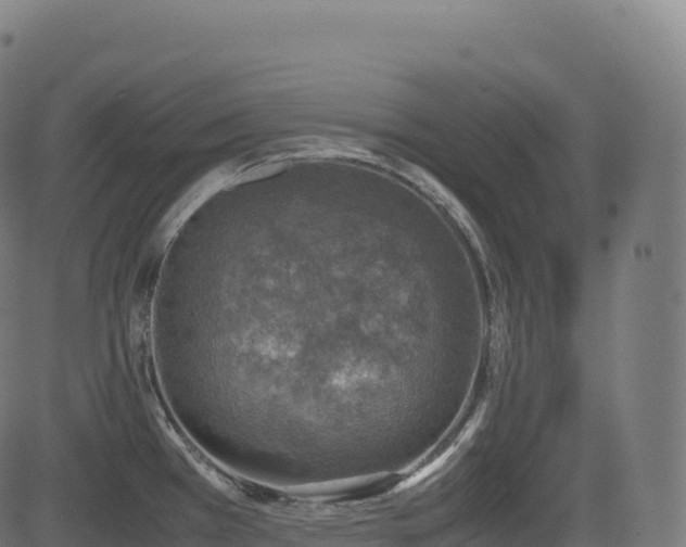 X0000085251385200703091247