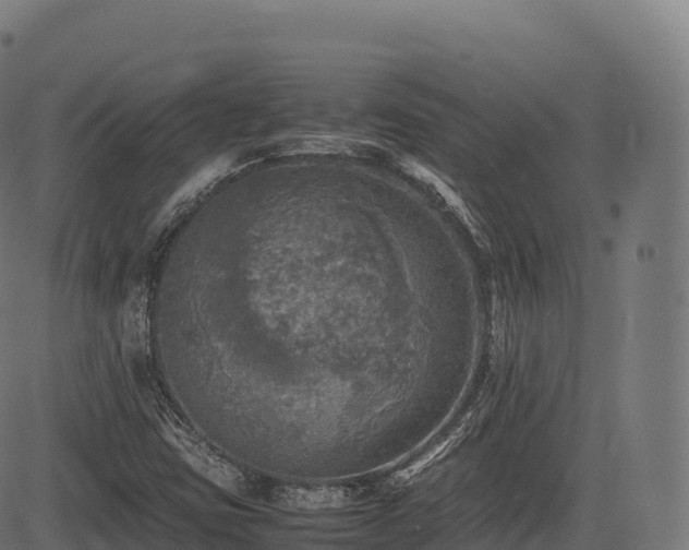 X0000085251403200703091246