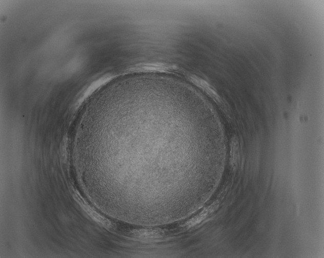 X0000085251404200703091246