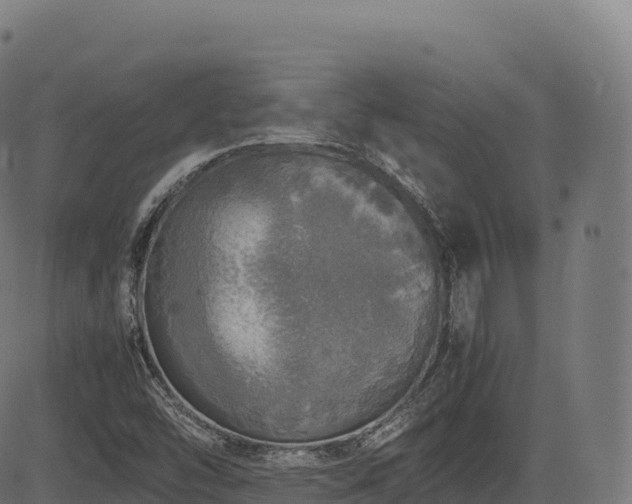 X0000085251454200703091246