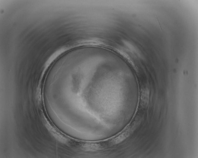 X0000085251466200703091245