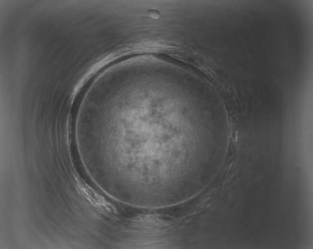 X0000085250244200703161300