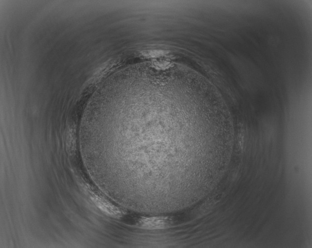 X0000085250461200703161257