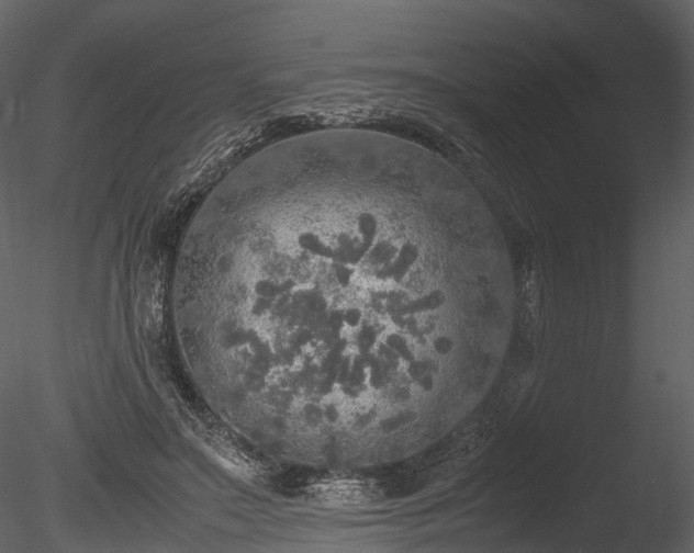 X0000085250499200703161256