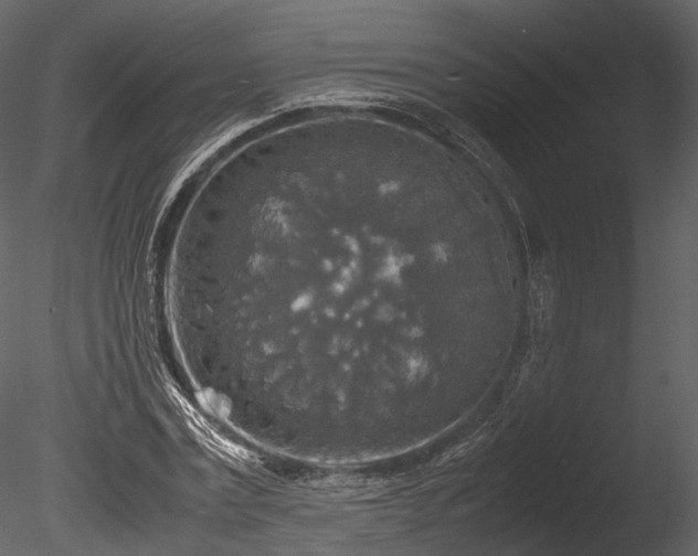 X0000085250779200703161251