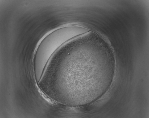 X0000085250816200703161250