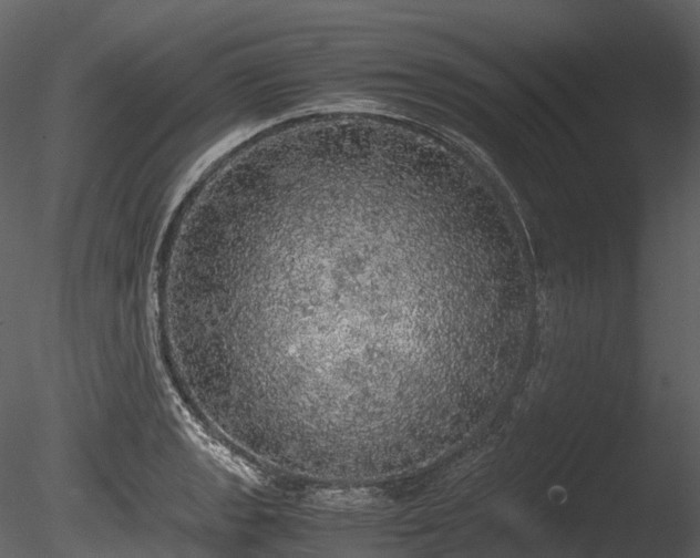 X0000085251133200703161245