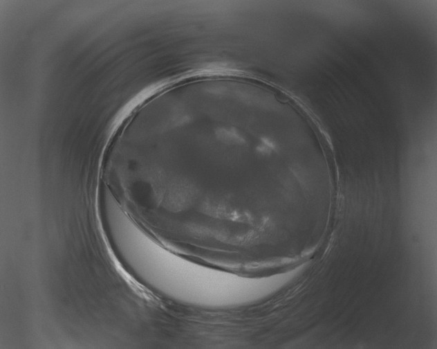 X0000085251245200703161244