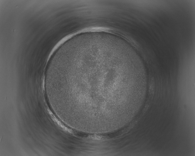 X0000085251420200703161240