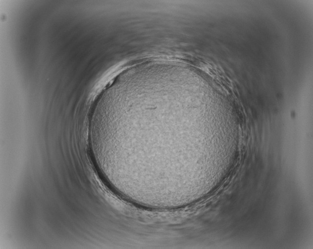 X0000085250005200703231701