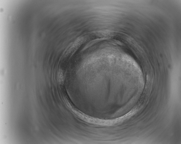 X0000085250048200703231701