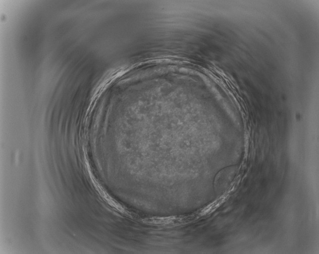 X0000085250049200703231700