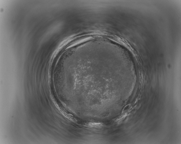 X0000085250055200703231700