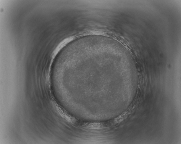 X0000085250104200703231700