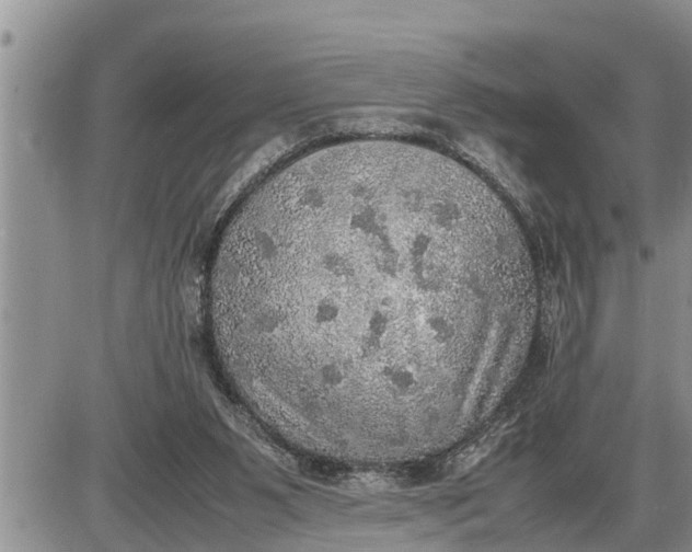 X0000085250111200703231700