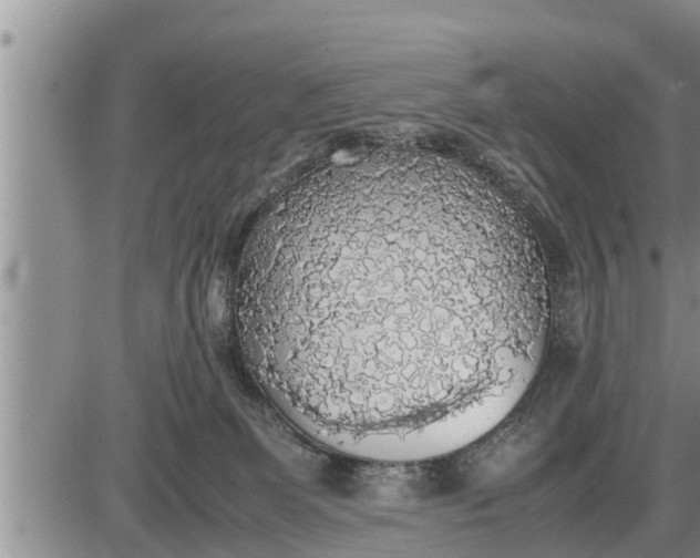 X0000085250131200703231659