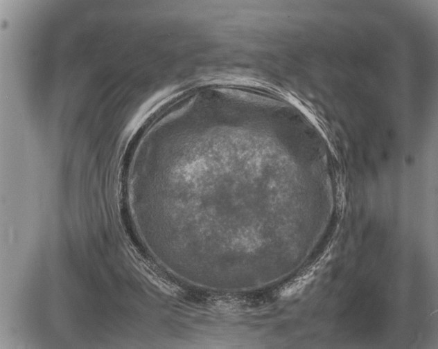 X0000085250199200703231658