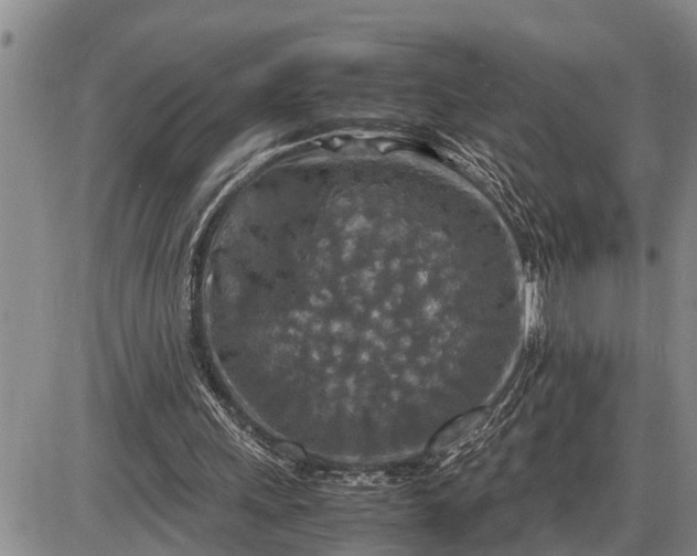 X0000085250243200703231657