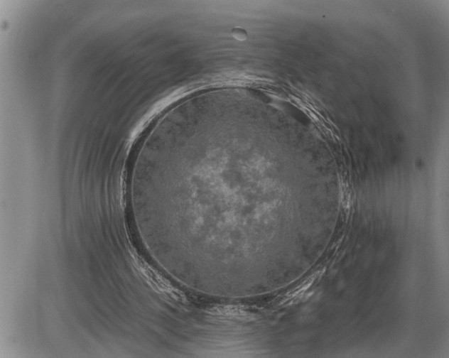 X0000085250244200703231657