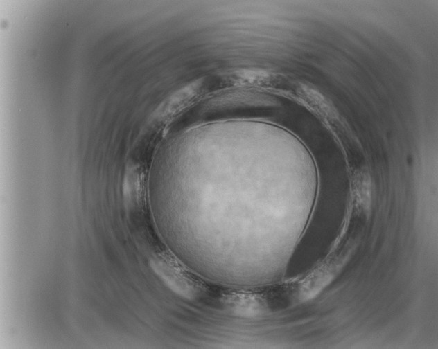 X0000085250276200703231657